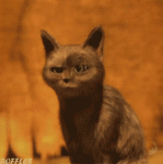 tumblr_mzzdu5POis1sh75cyo1_250.gif
